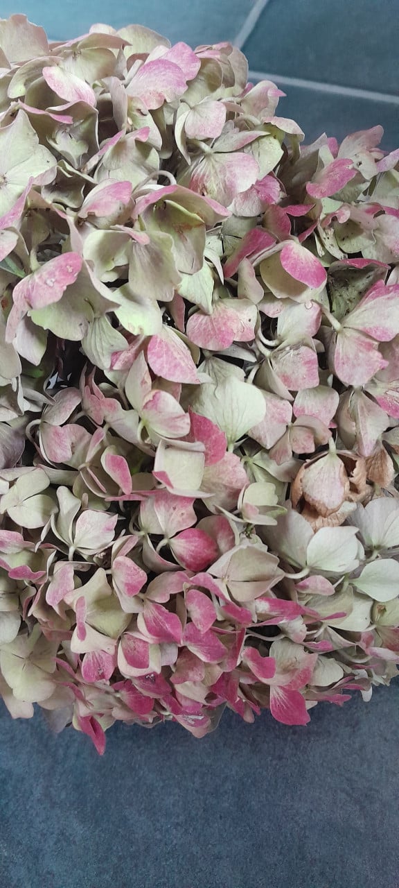 Bos Hortensia bloemen.