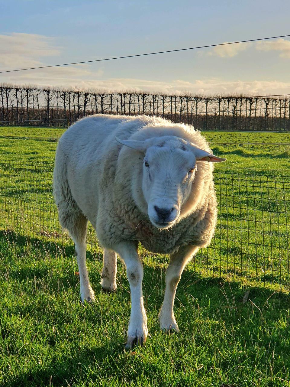 SPOED! Gezelschapsplek gevraagd voor 'hobbyschaap' (Ram) bij 1 of meer ooie