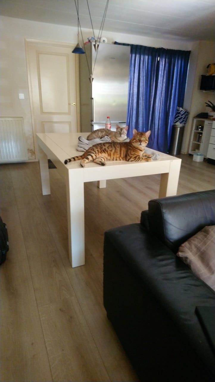 Lieve bengaal (dekkater)