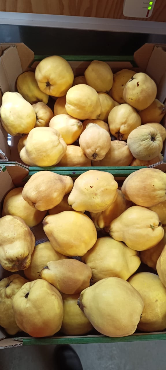 Mooie biologische kweeperen aangeboden, grote peren voor €1,50 per kilo