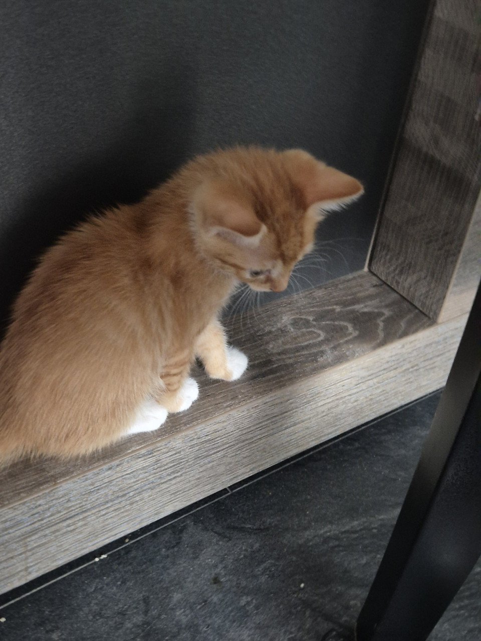 Twee rode kittens (poesjes)