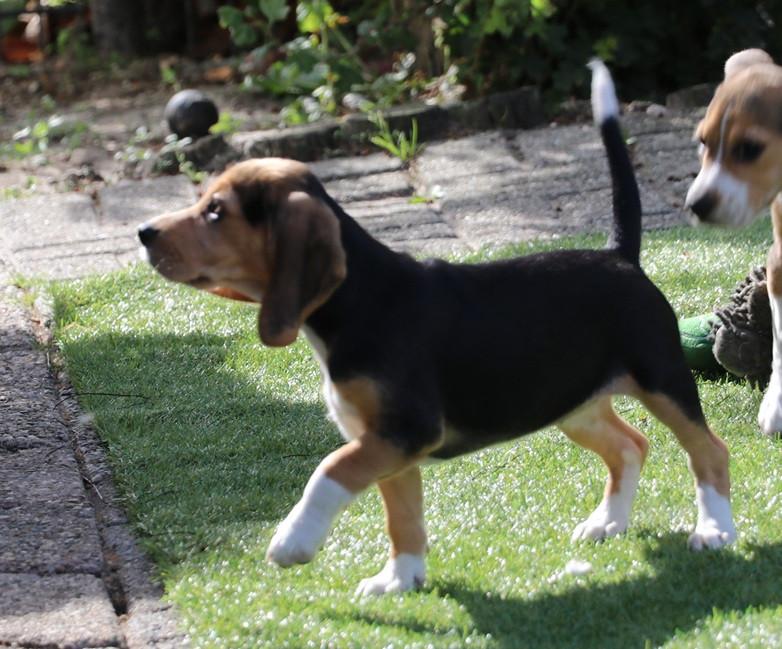 Beagle pups