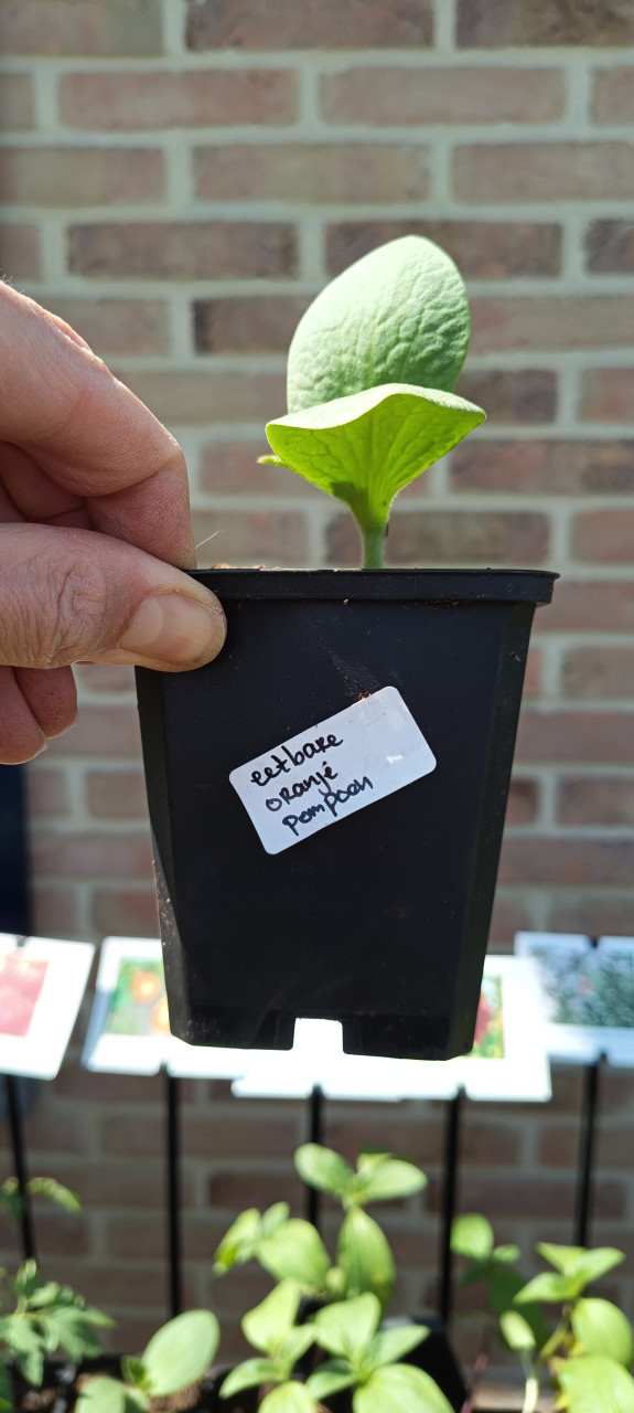 Nu ook groenteplanten in ons plantenkraampje voor €1,25 p/st. ++ TIP ++