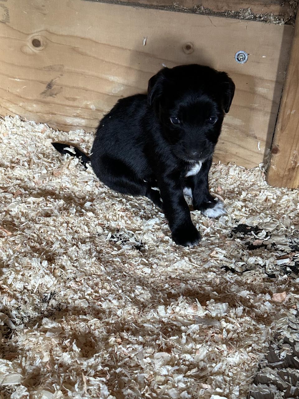 Lieve kruising markies puppy's te koop