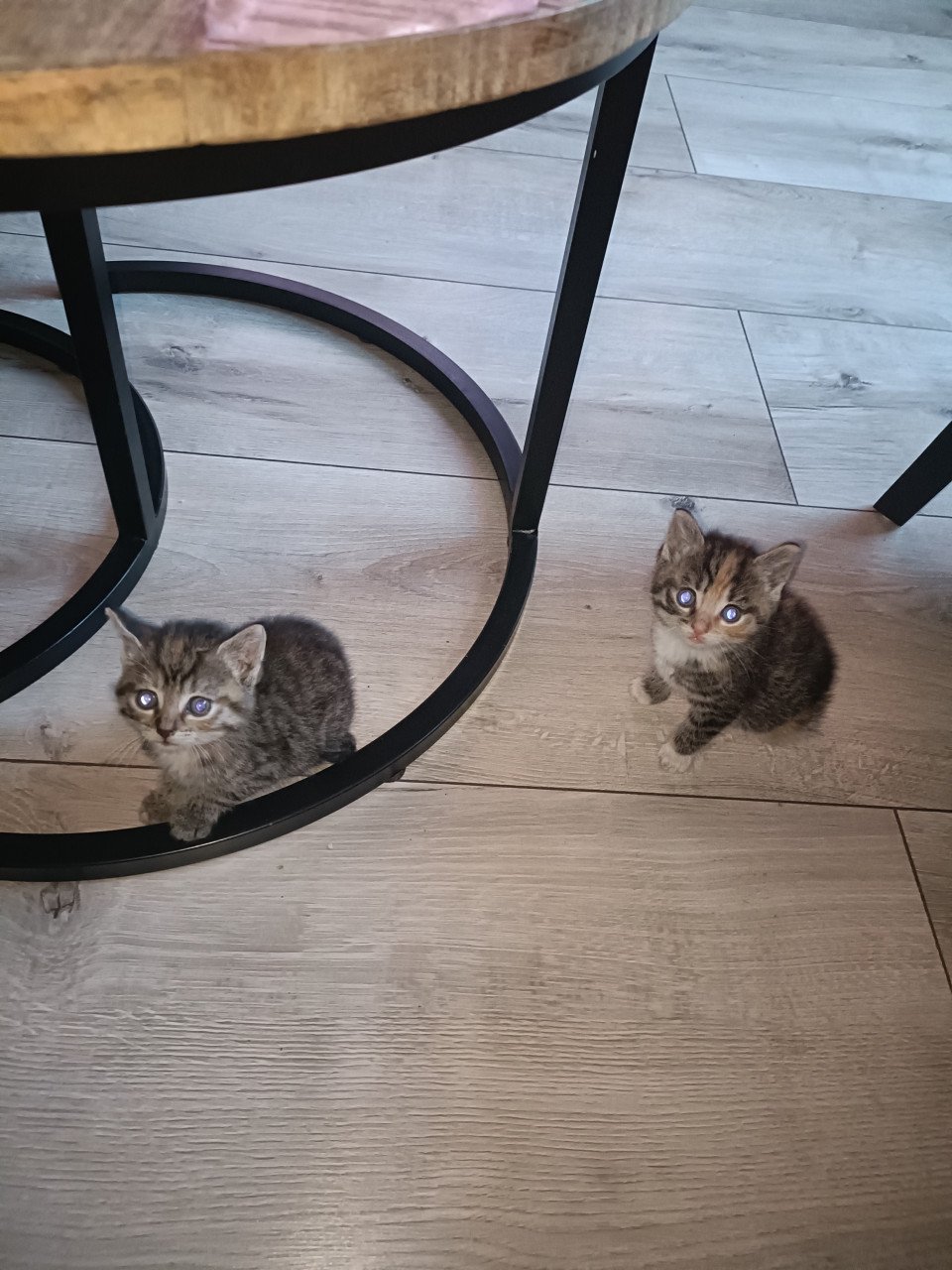 Nog twee sociale Kitten poesjes