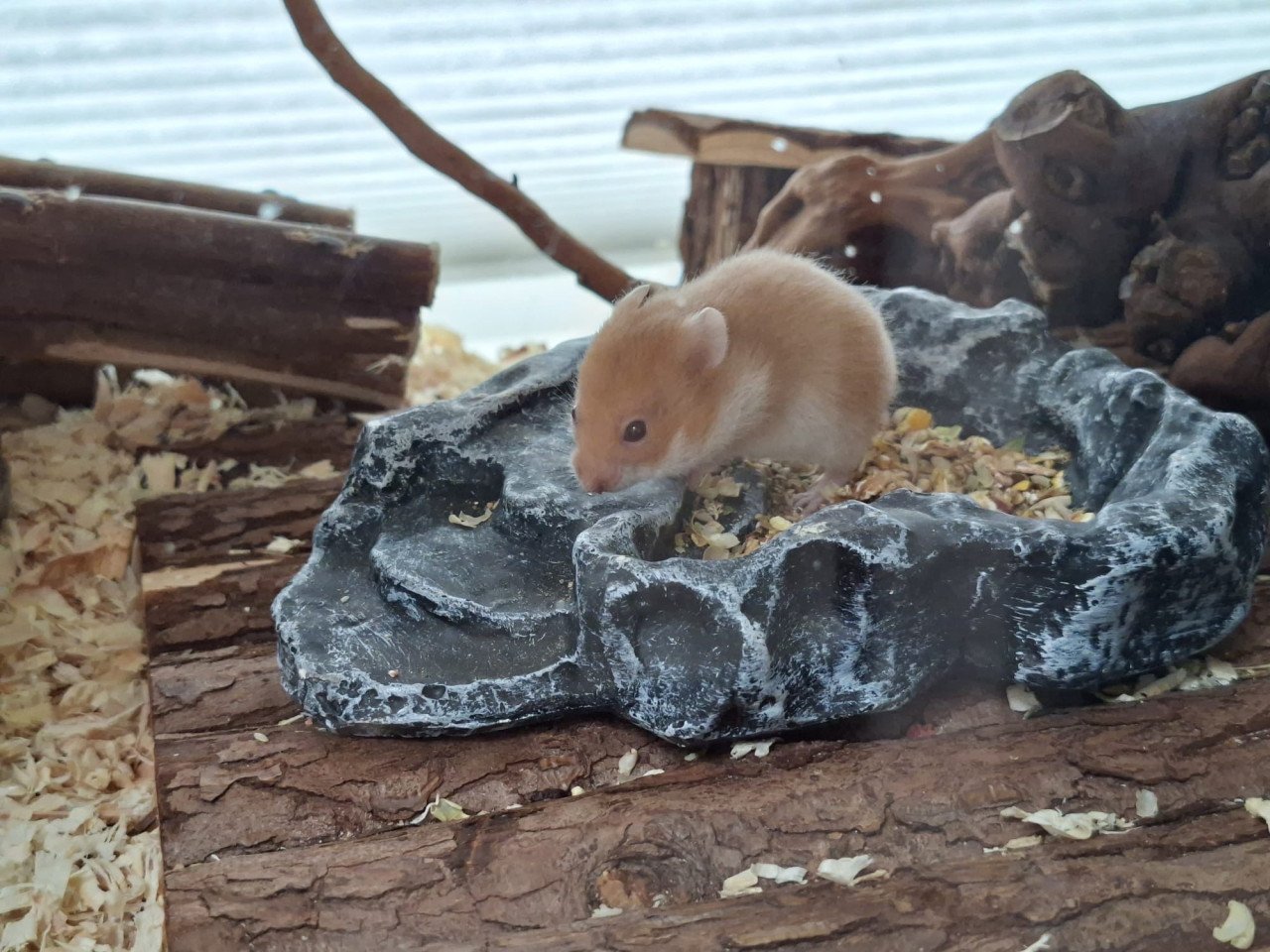 Syrische hamster/ goudhamster