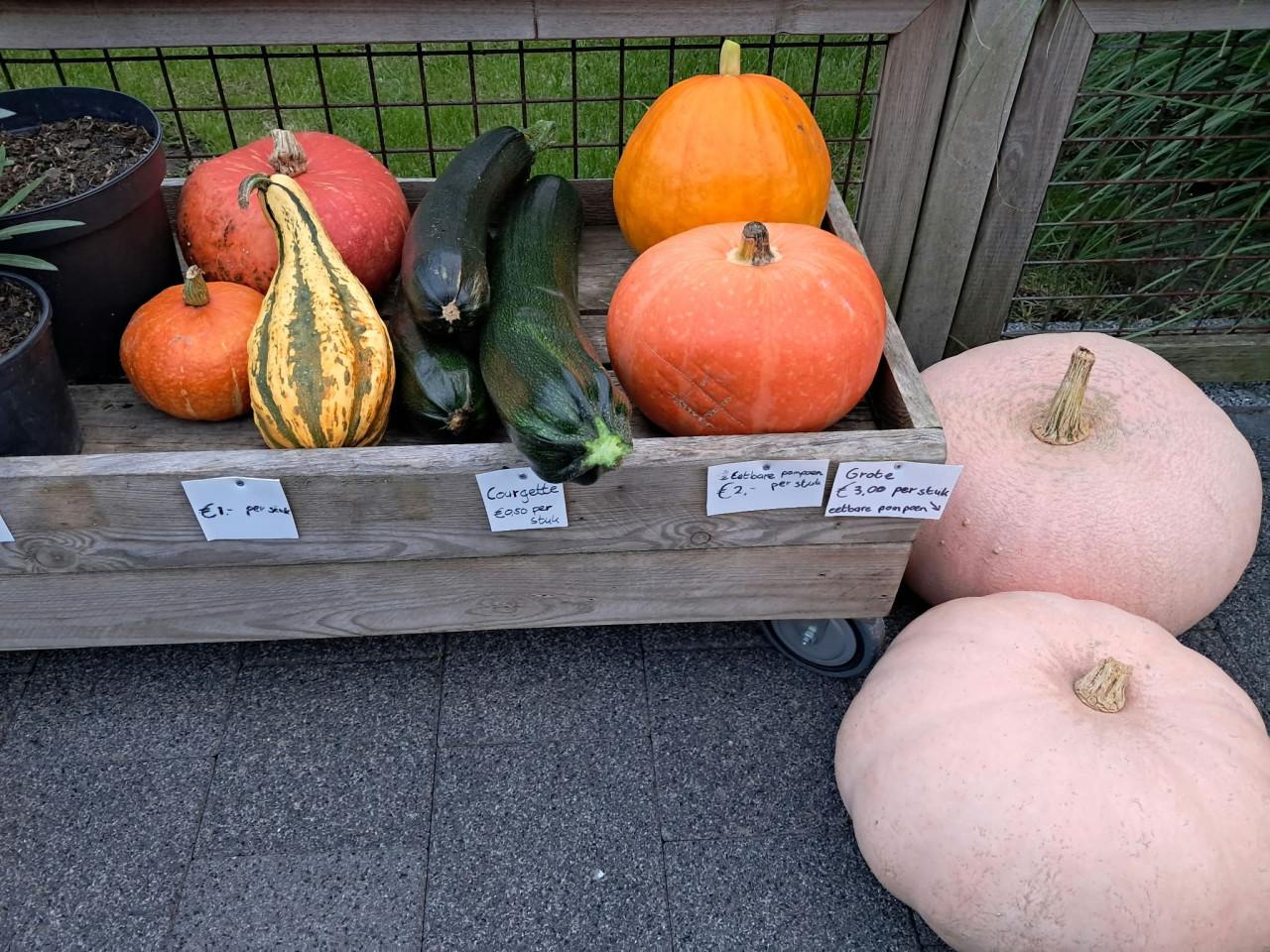 Kalebassen, pompoenen, courgettes
