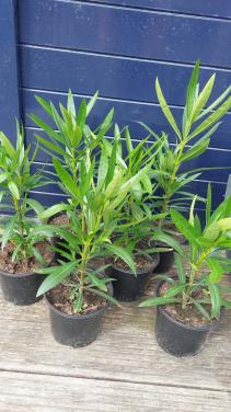 Roze oleander