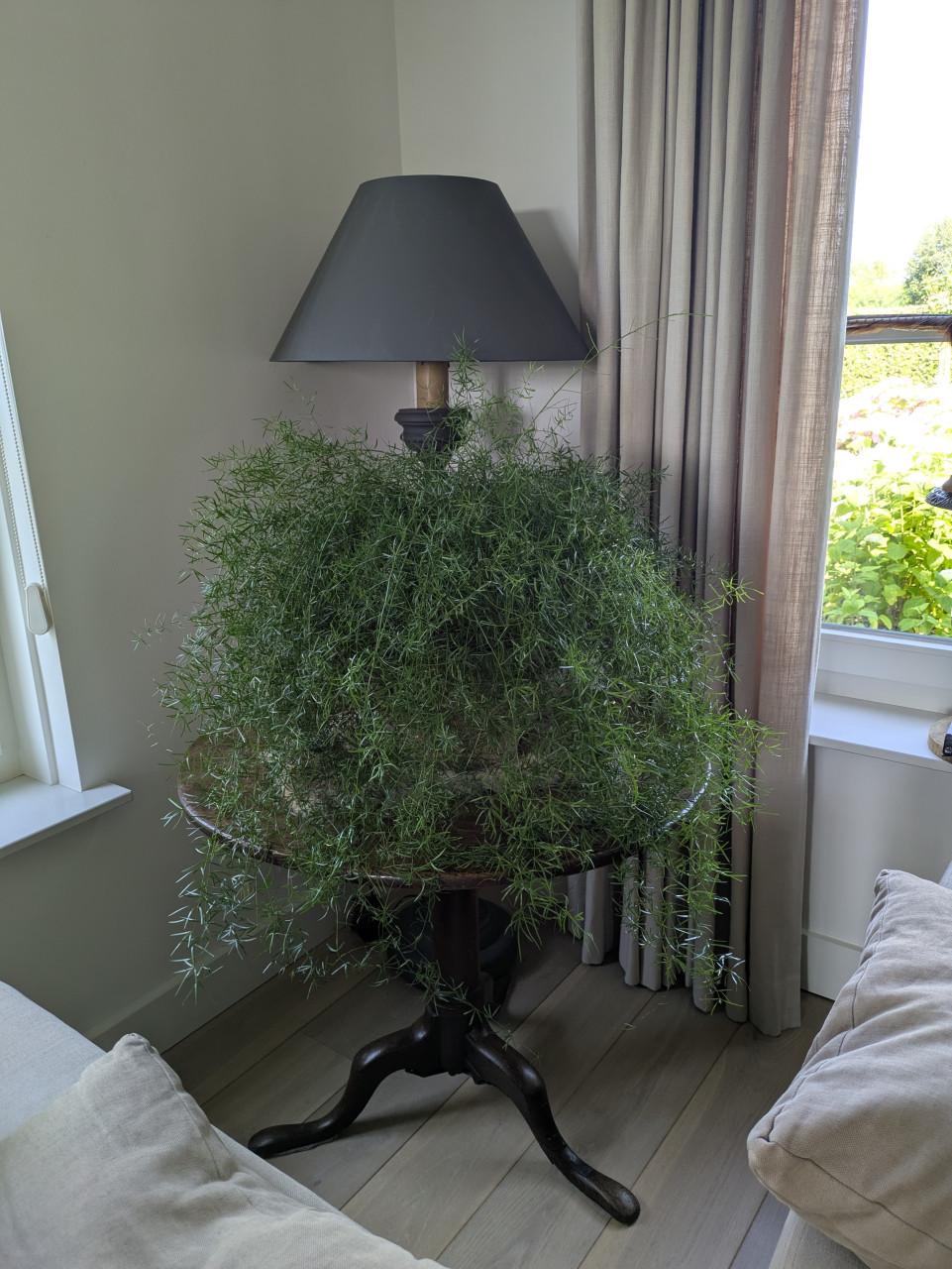 Grote asperages plant