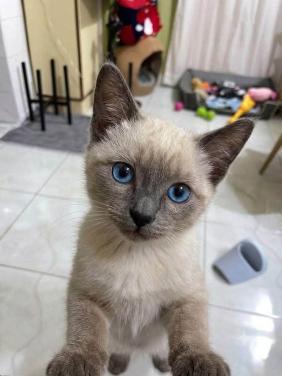 Well trained Siamese Kittens for adoption