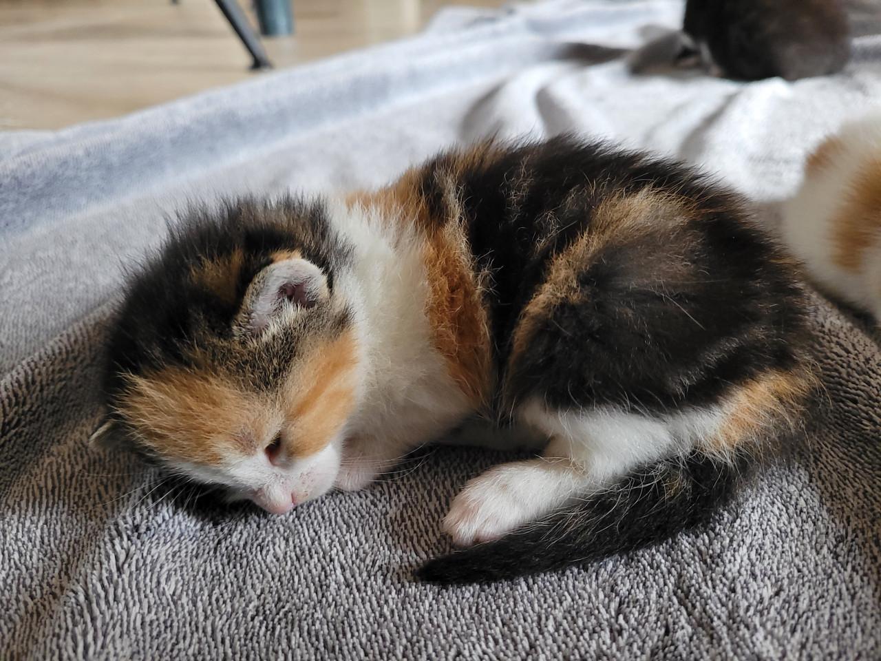 5 Kittens