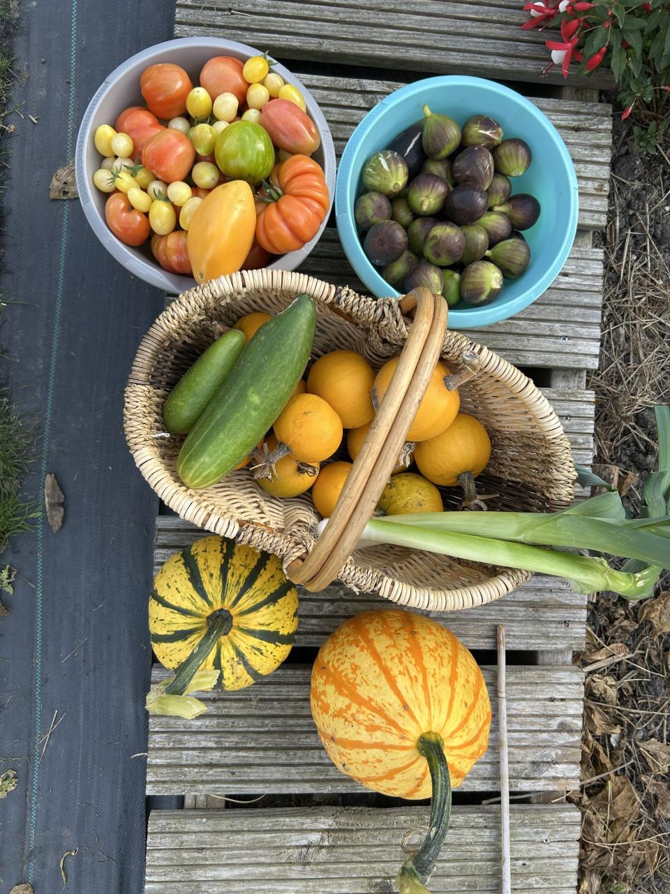 Moestuin plantjes
