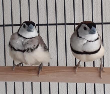 Grote kooi met 2 bichenows mannen