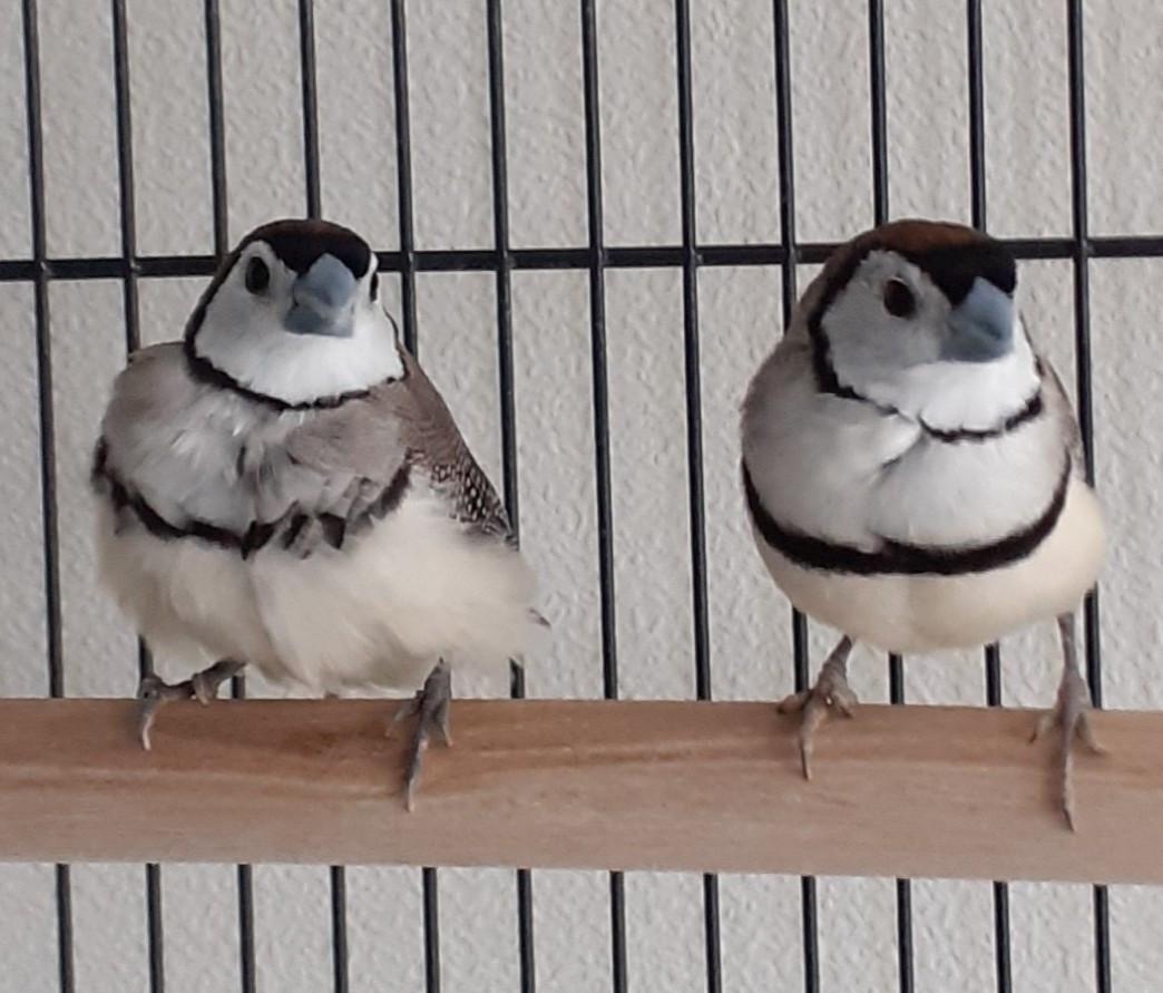 Grote kooi met 2 bichenows mannen