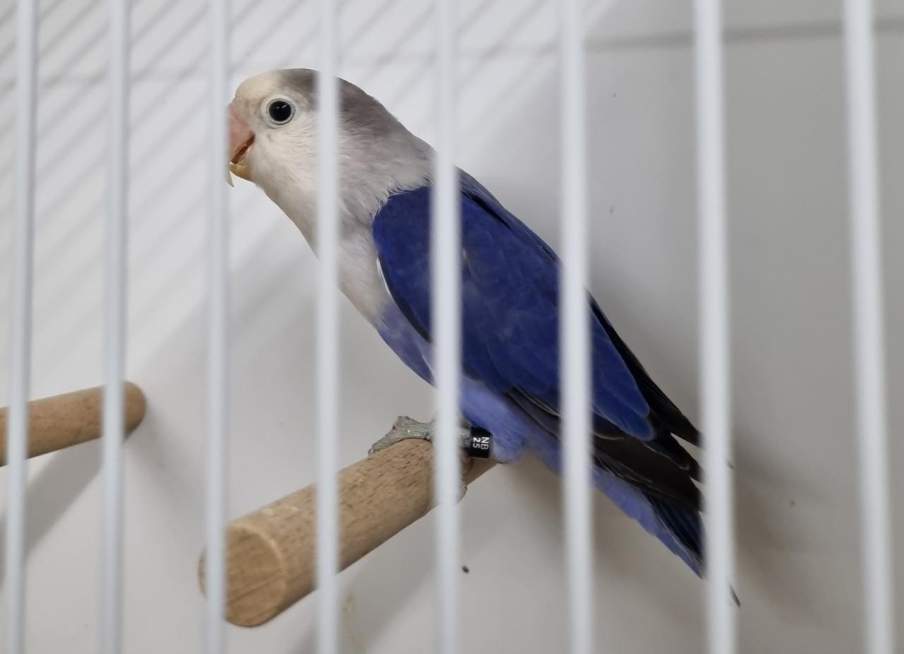 Mooie agapornis fischeries