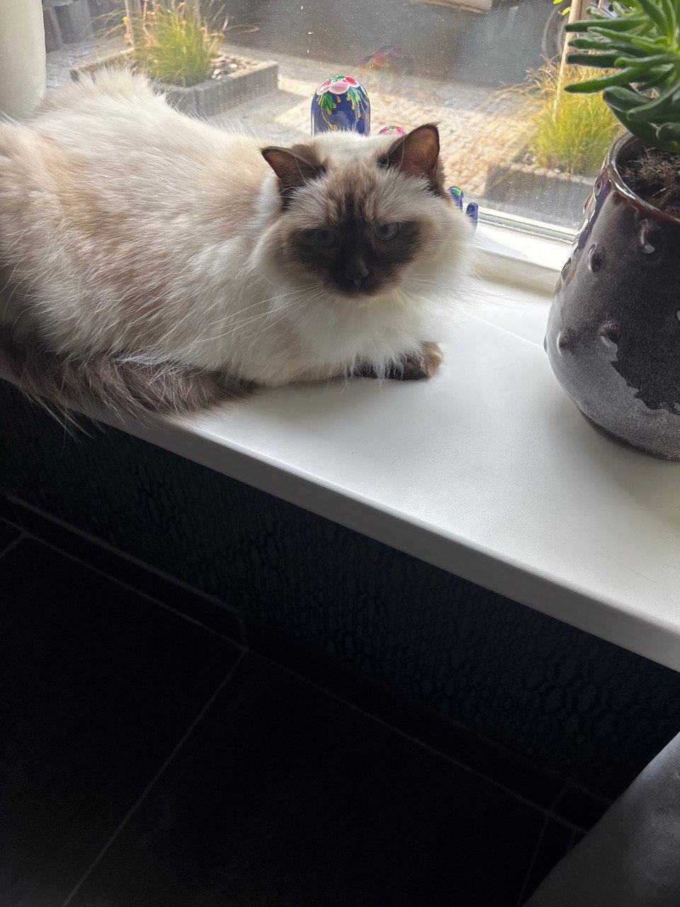 Ragdol poes