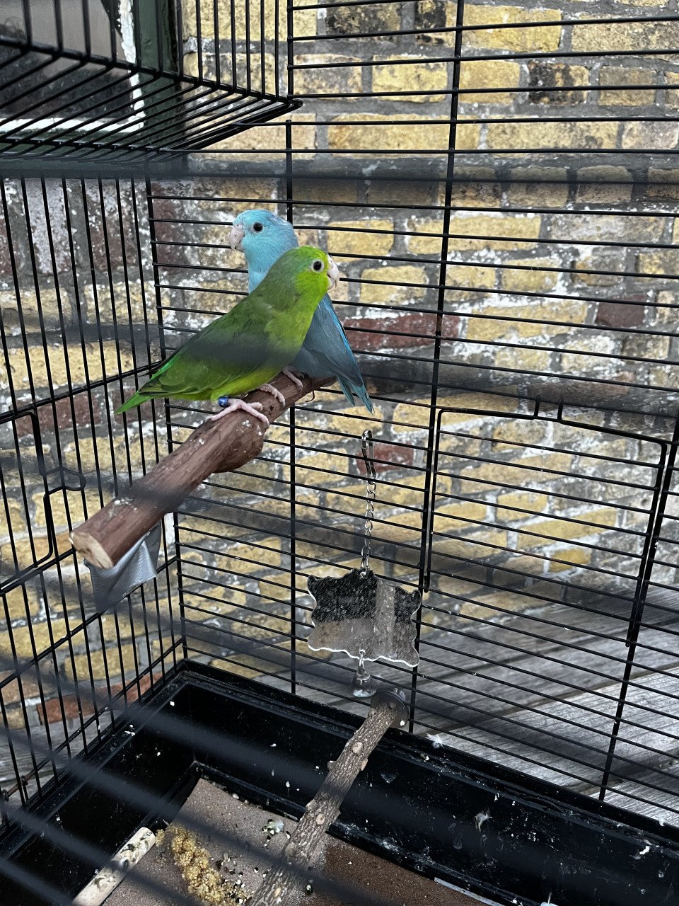 Twee leuke Forpussen popjes