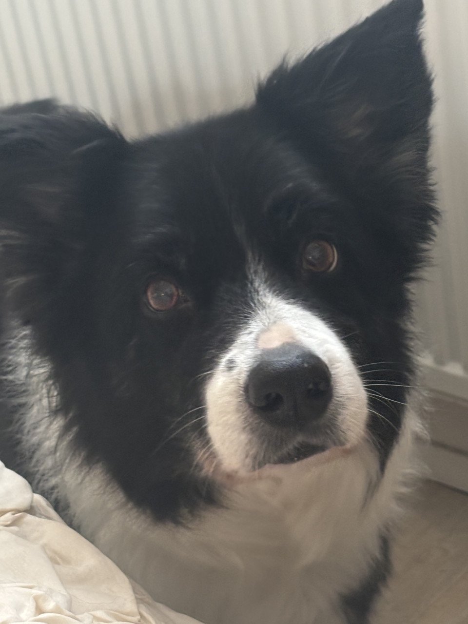 Bordercollie