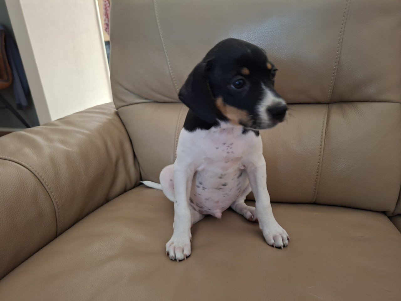 Boerenfox pup 8 weken oud reutje