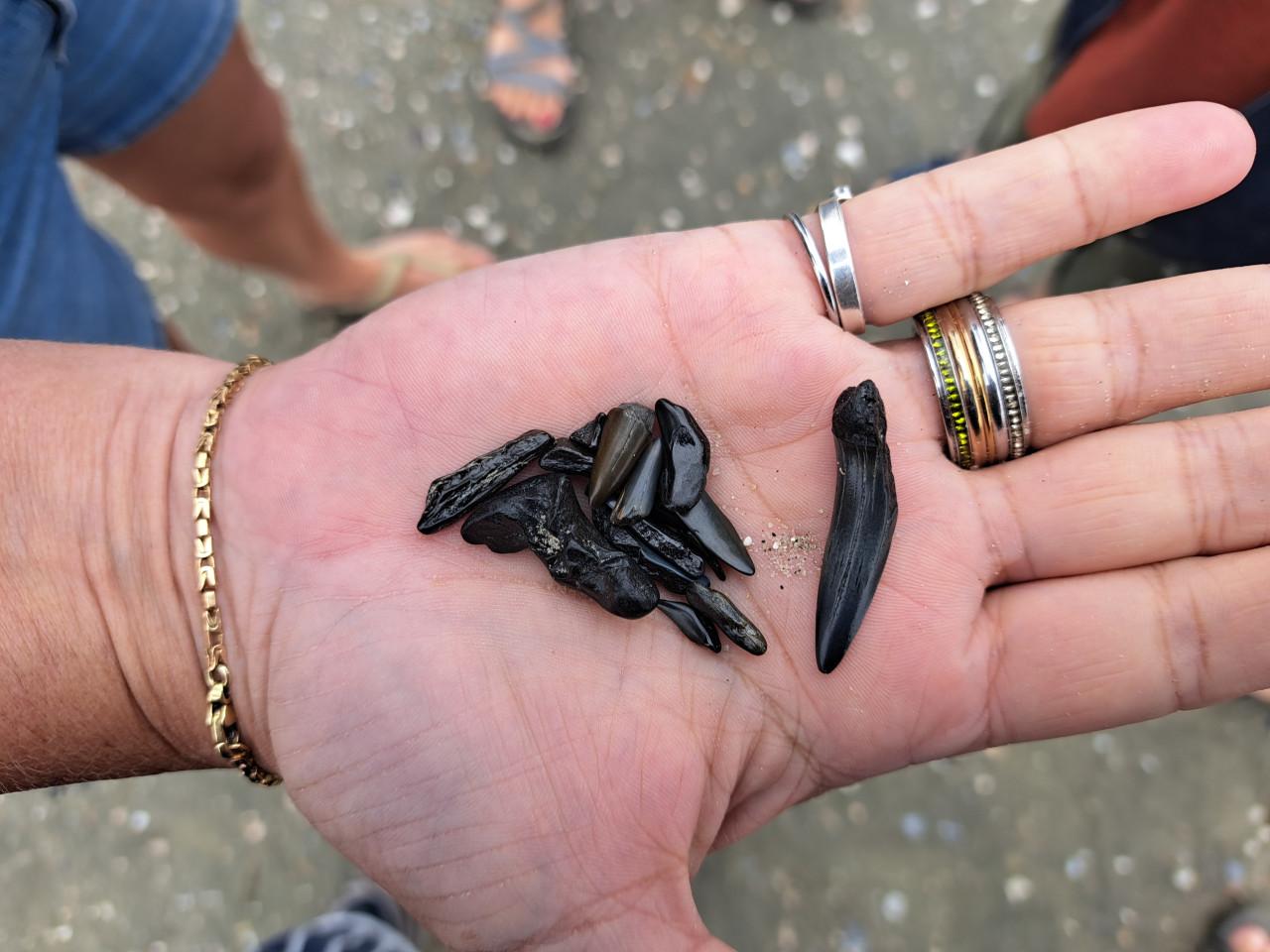 Strand Excursie Haaientanden en fossielen zoeken