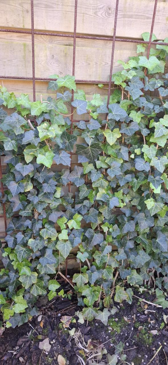 Gratis afhalen 7 meter jonge klimopplanten