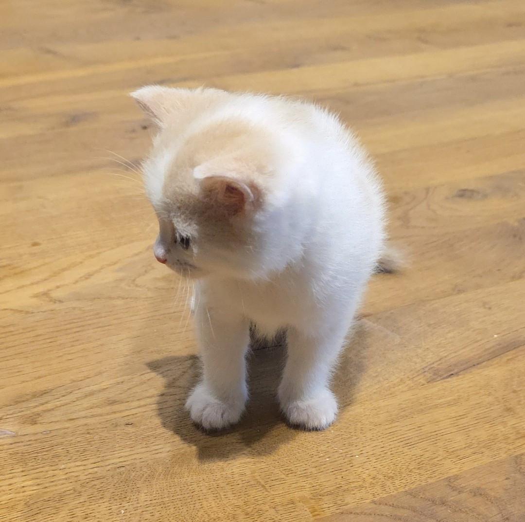 Superlieve Kittens - Britse korthaar / Pers