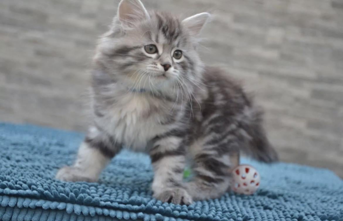 Nestje schattige kittens (nog 4)