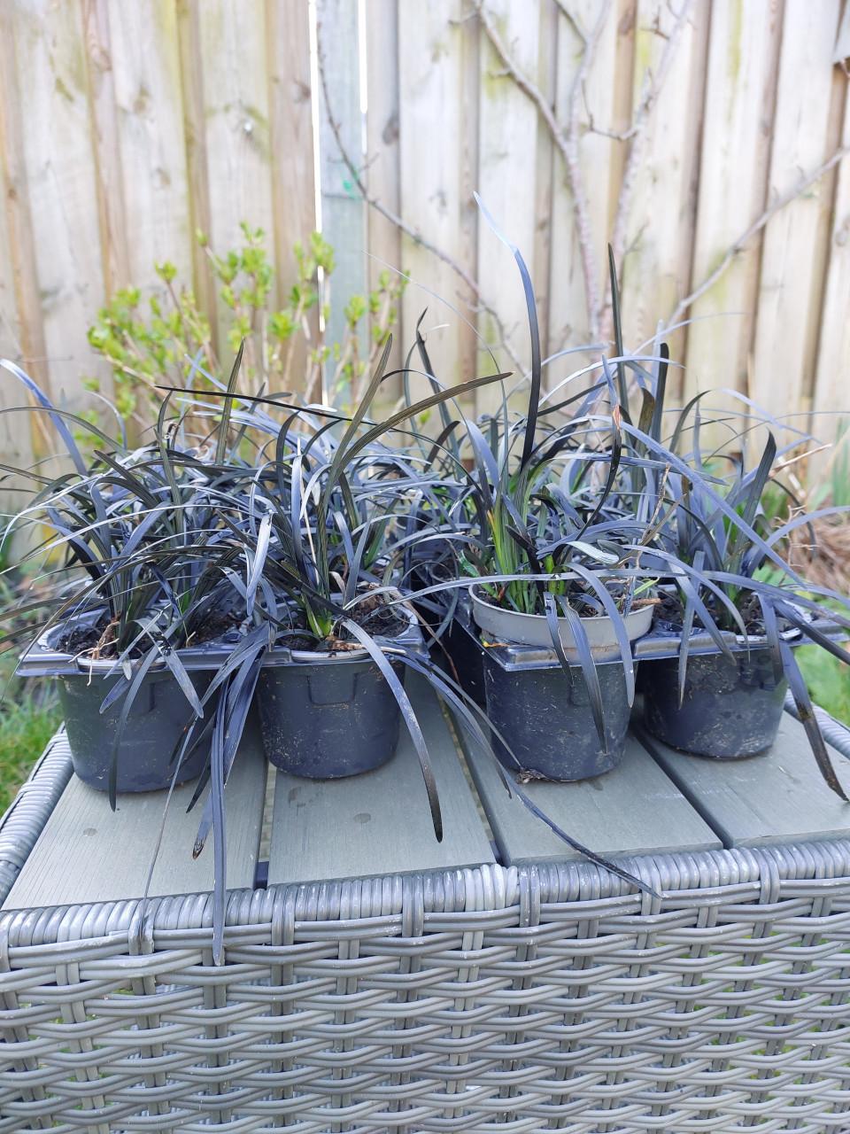 Diverse VASTE PLANTEN.