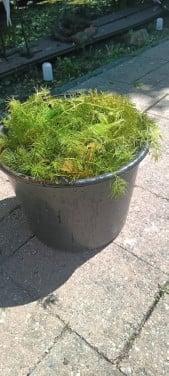 Zuurstofplanten
