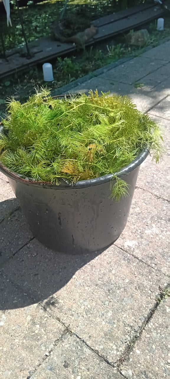 Zuurstofplanten