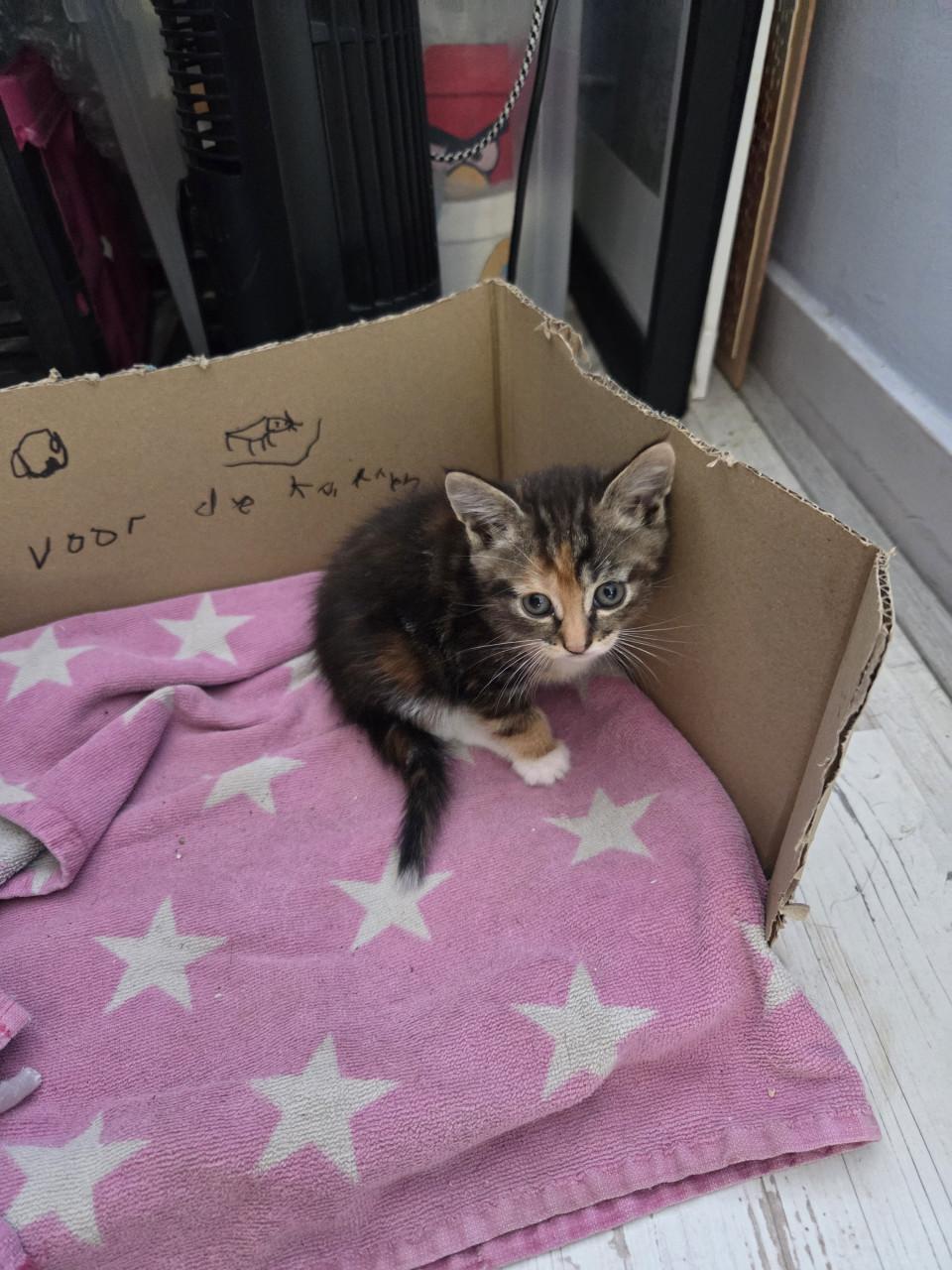 Kittens