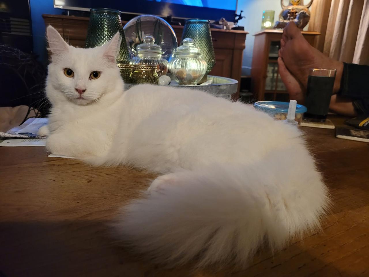 Maine Coon poesje,  spierwit!