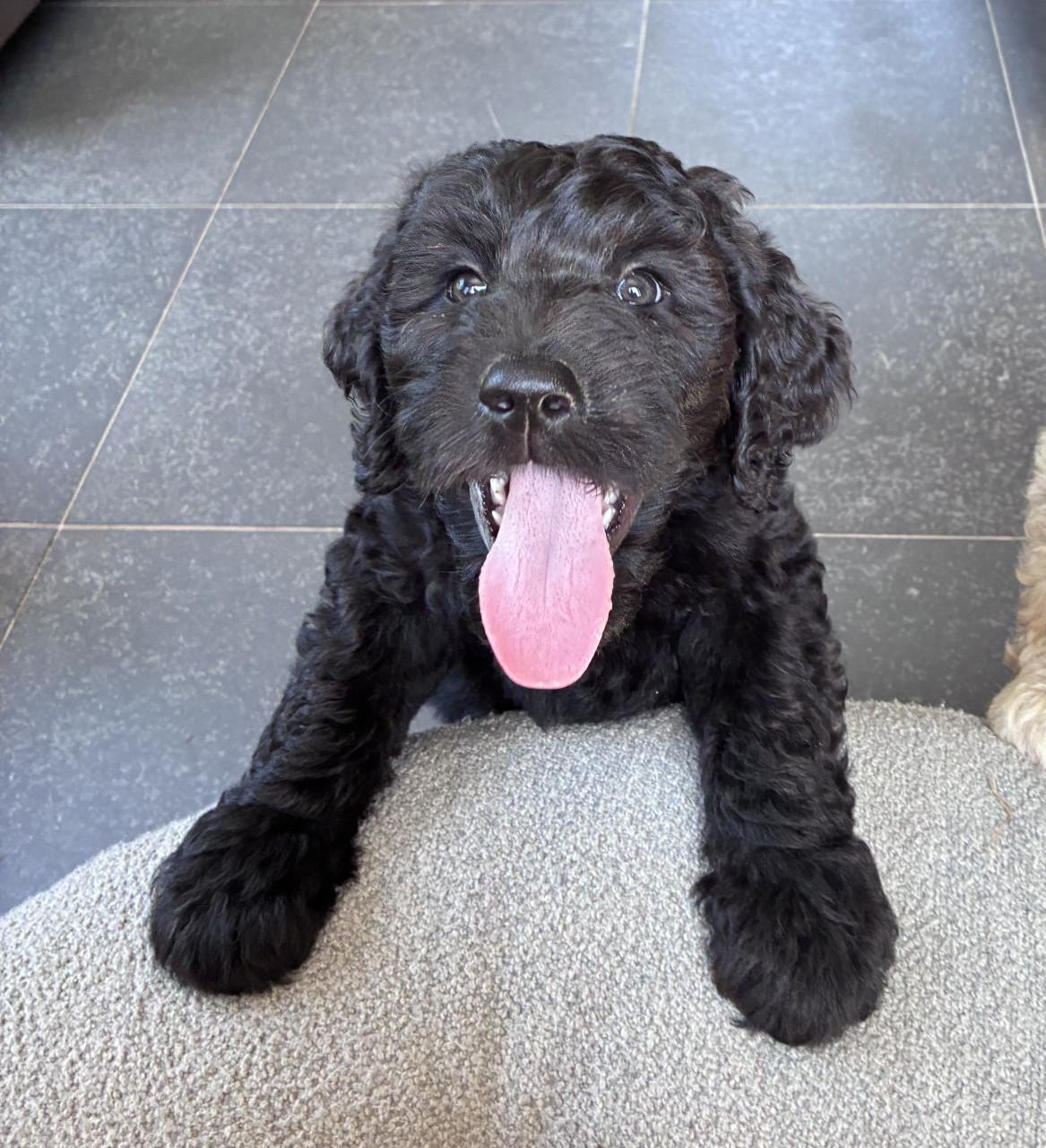 Labradoodle pups