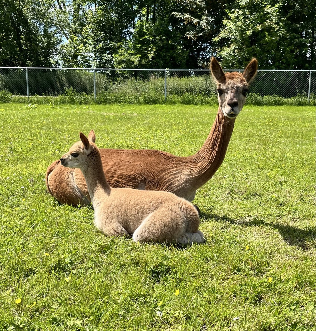 Alpaca hengstje