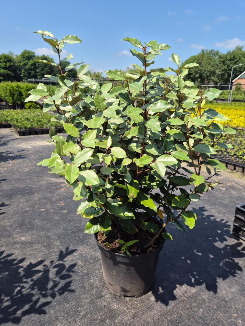 Olijfwilg compacta haagplanten 60-80 cm potgekweekt