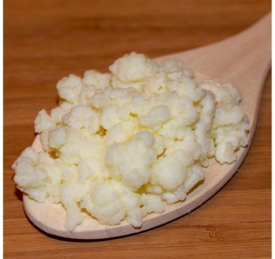 Melkkefir-korrels (‘plantje’), uitstekende kwaliteit