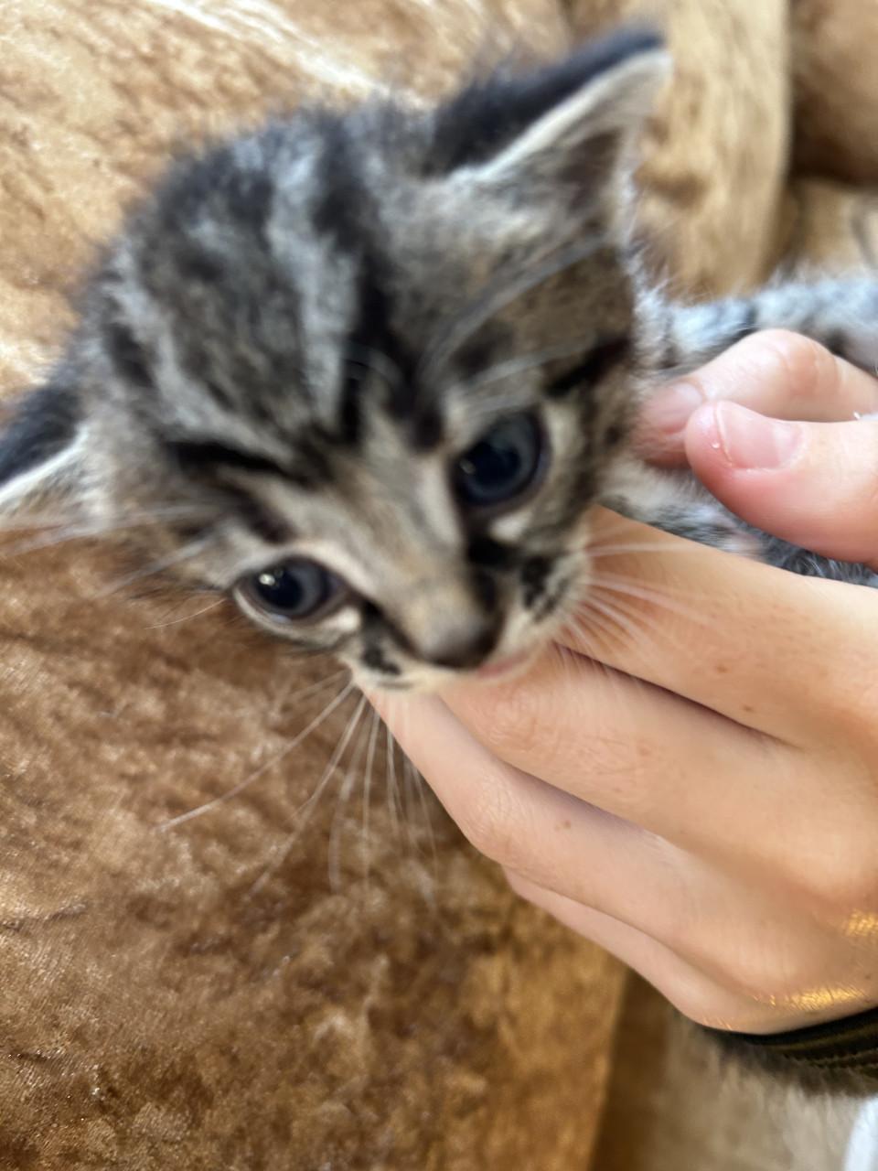 Leuke kittens 🐈‍⬛🐈