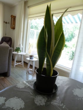 TE KOOP MOOIE SANSEVERIA