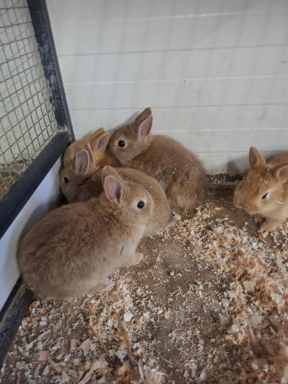 Jonge kleurdwergkonijntjes