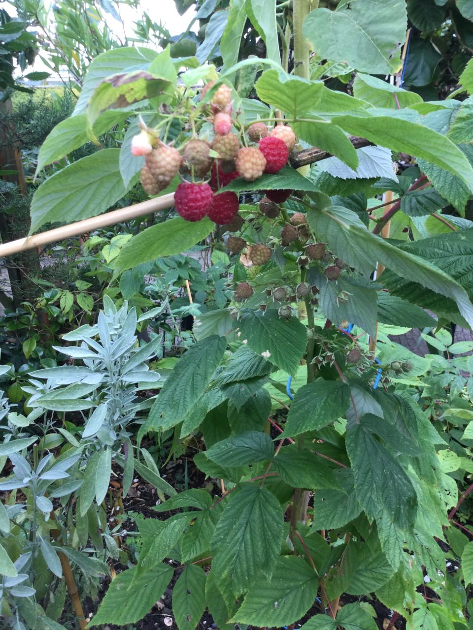 Herfst frambozen planten