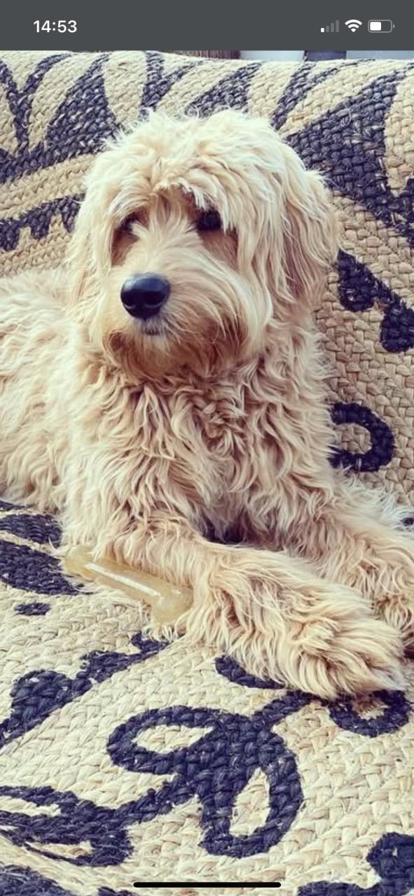 Mooie pups Golden retriever x Labradoodle