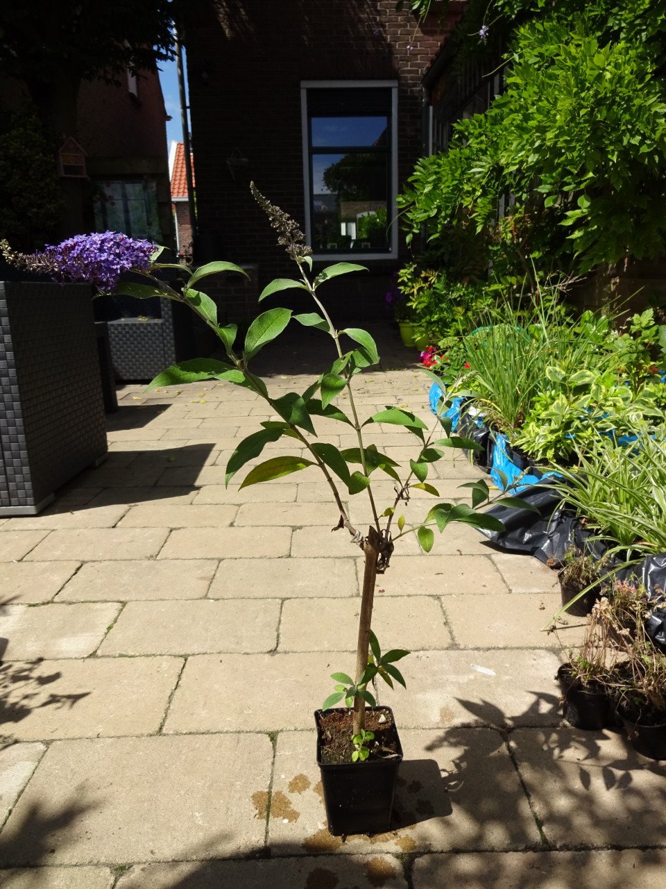 Vaste planten uit hobbykweek