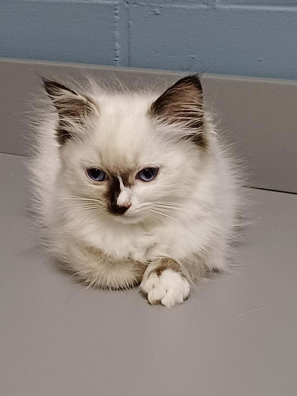 Prachtig Ragdoll poesje met stamboom mag verhuizen.
