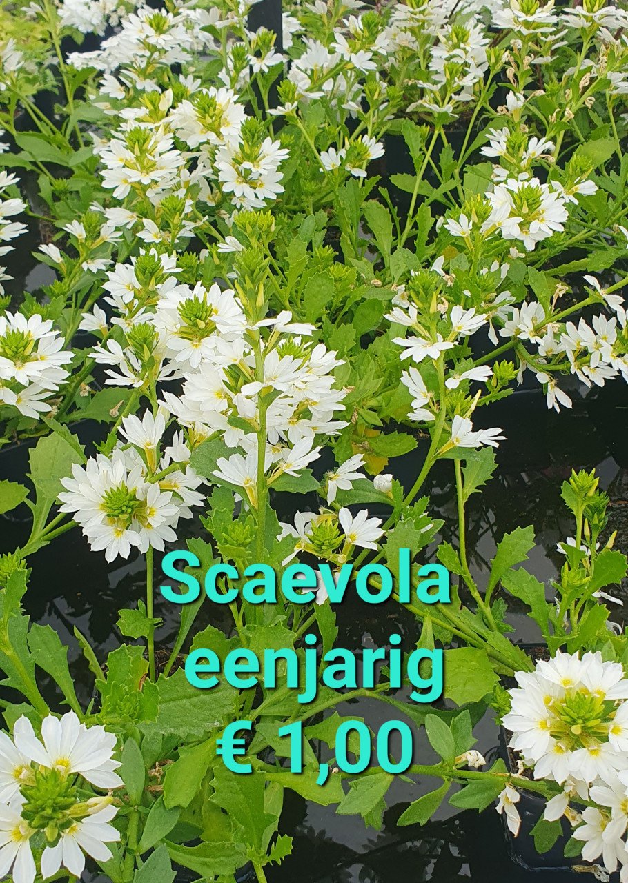 TUINPLANTEN leuke prijzen!