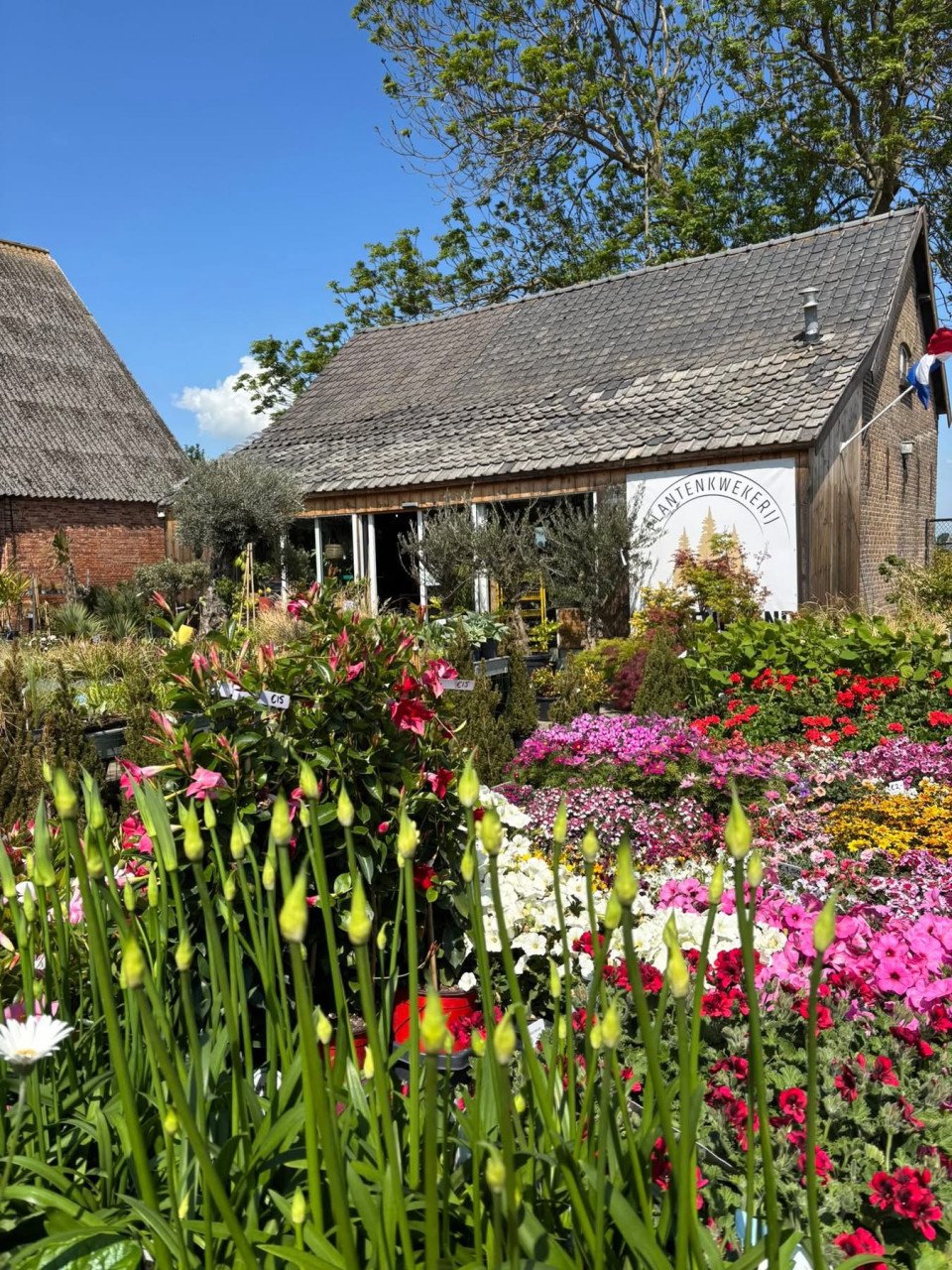 PLANTENKWEKERIJ ‘t GROENE LAND- Moederdagcadeaus
