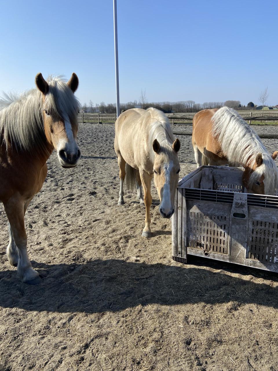 5-jarige Palomino PRE merrie