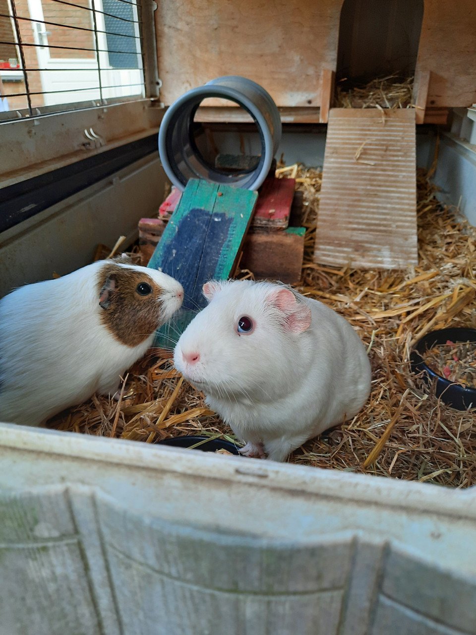 Konijnenhok kunststof cavia knaagdieren incl 2 cavia’s Ferplast Grand Lodge