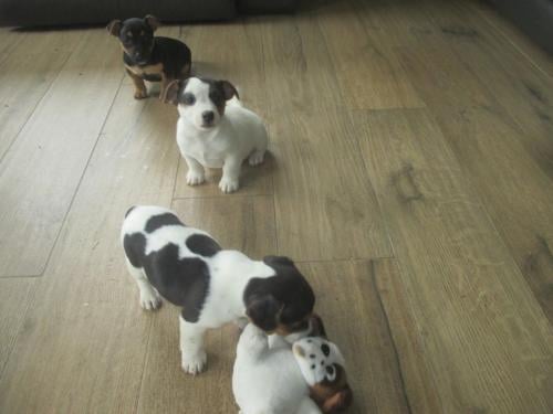 Mooie kleine jack russell pups
