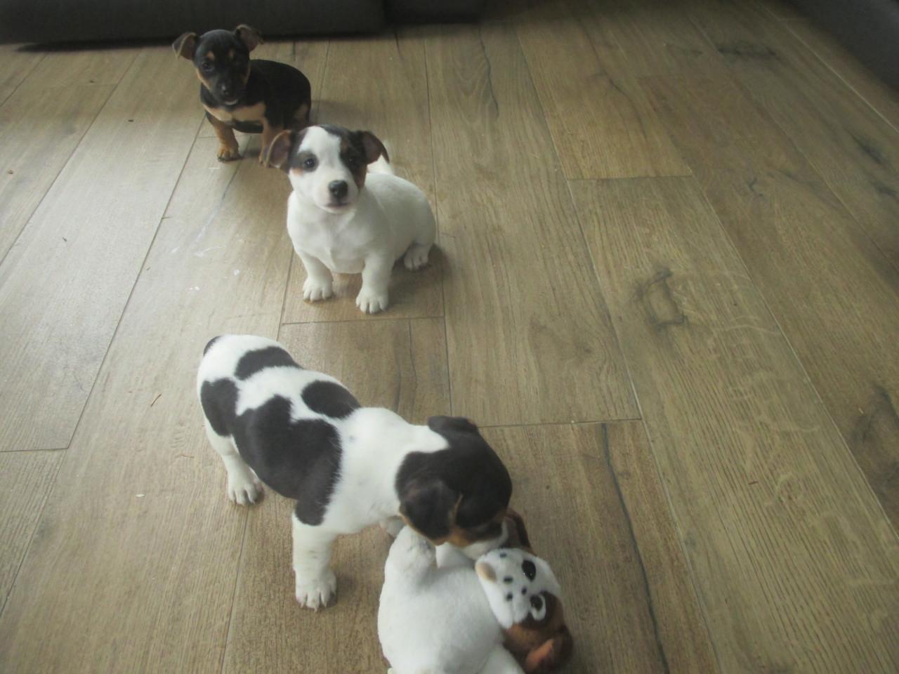 Mooie kleine jack russell pups