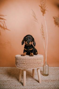 Laatste kaninchen Teckel pup